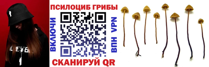 Галлюциногенные грибы Psilocybine cubensis  Новомичуринск 